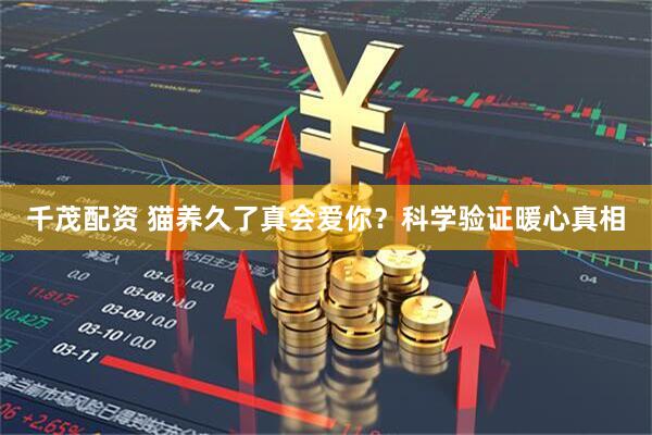 千茂配资 猫养久了真会爱你？科学验证暖心真相
