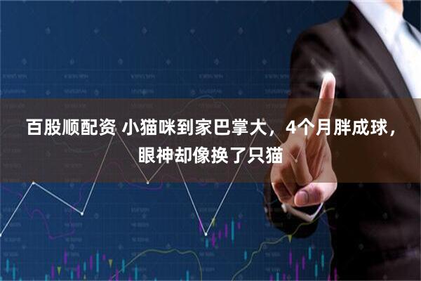 百股顺配资 小猫咪到家巴掌大，4个月胖成球，眼神却像换了只猫